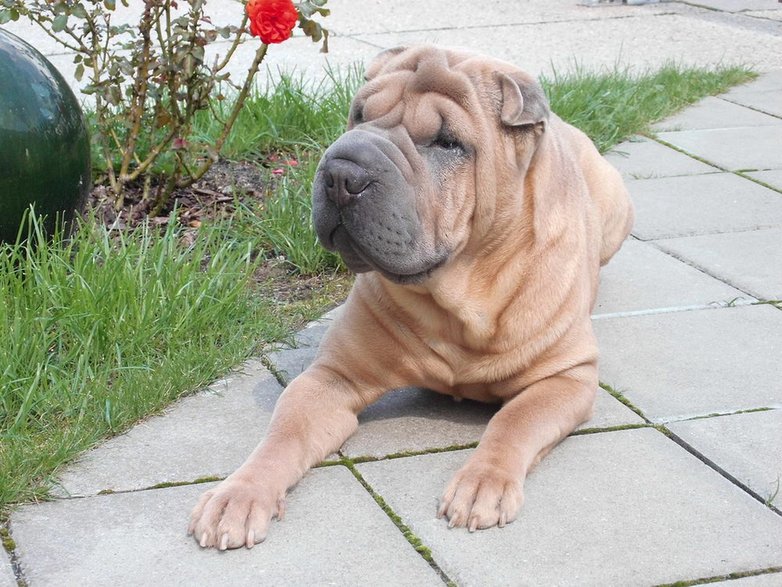 Shar-pei