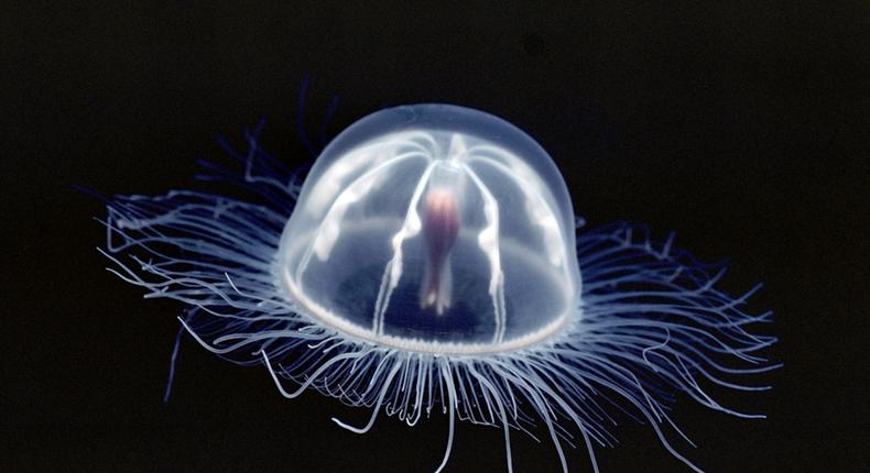 This graceful creature is called the immotal jellyfish [NatGeo]