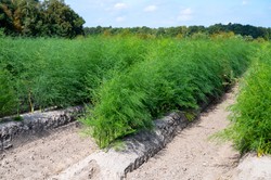 Biegnij do sklepu, kupuj i jedz. Sezon na ten produkt właśnie się kończy