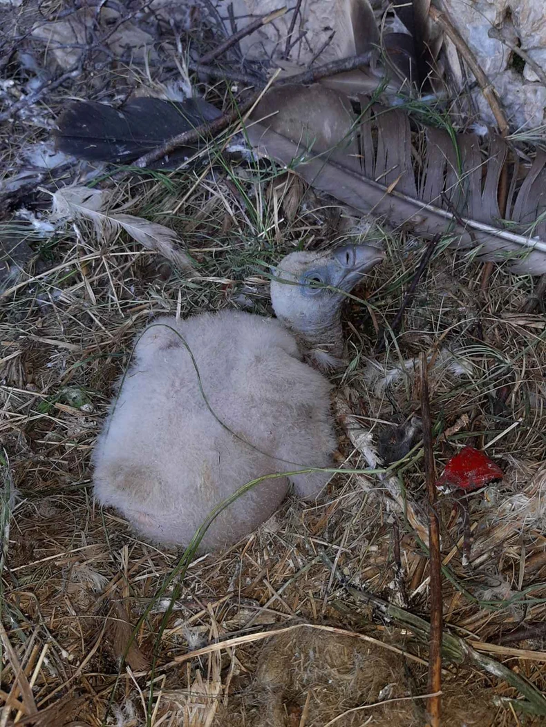 Mladunac beloglavog supa sa Uvca