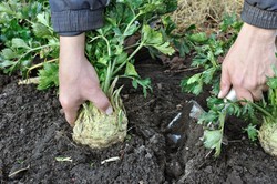 Skarb w twoim ogrodzie. To wyjątkowe warzywo ma mnóstwo cennych dla zdrowia właściwości