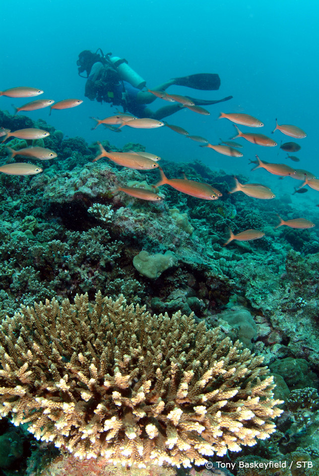 Rafa koralowa w pobliżu wyspy Praslin