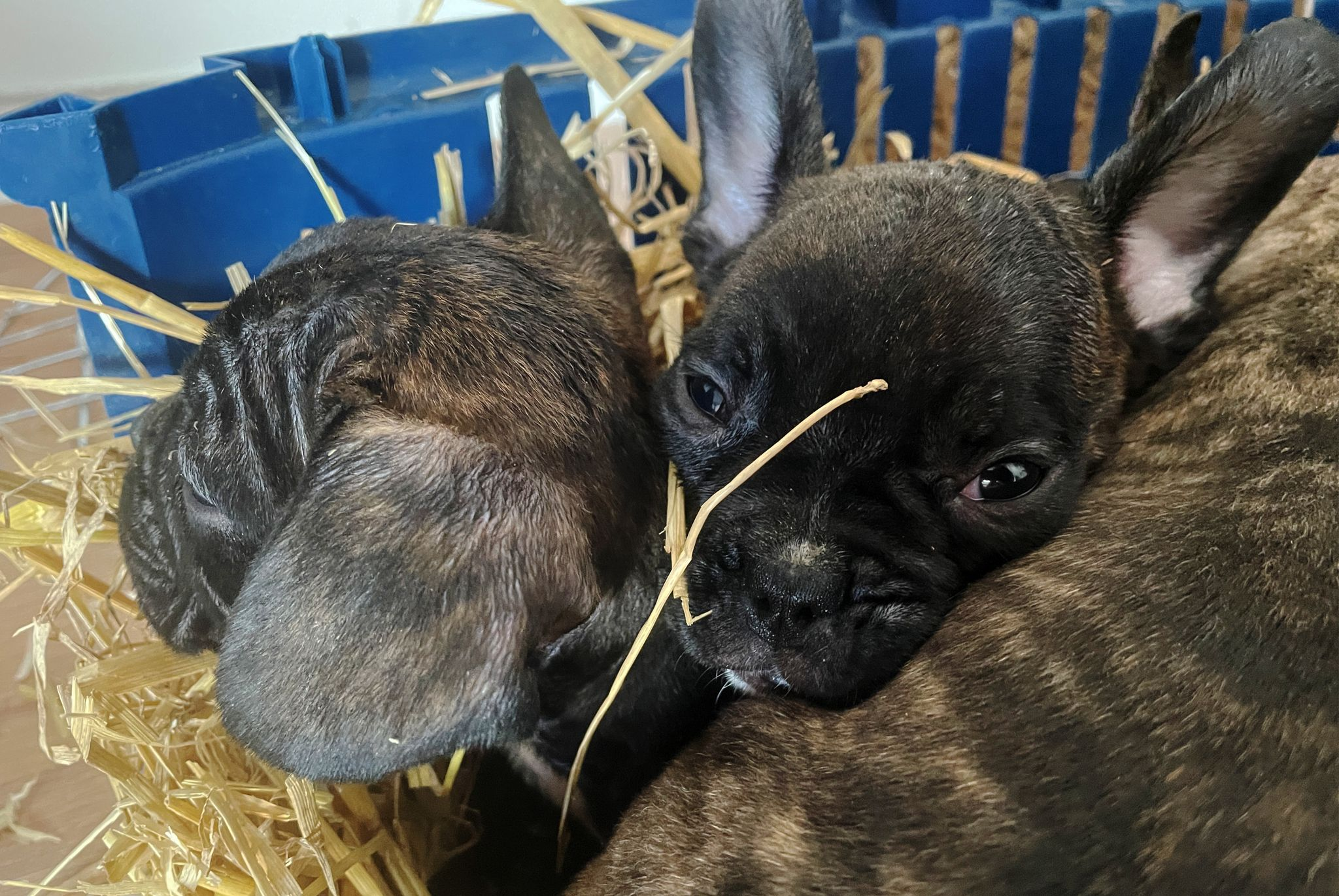 EU beschließt Chip-Pflicht für alle Hunde und Katzen