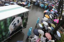 Słynna panda musi wrócić do Chin. Żegnały ją tłumy.