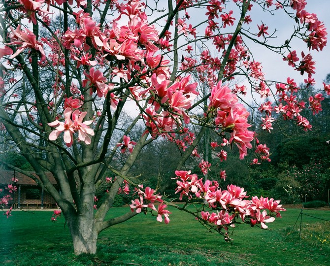 Nega i uzgoj magnolije