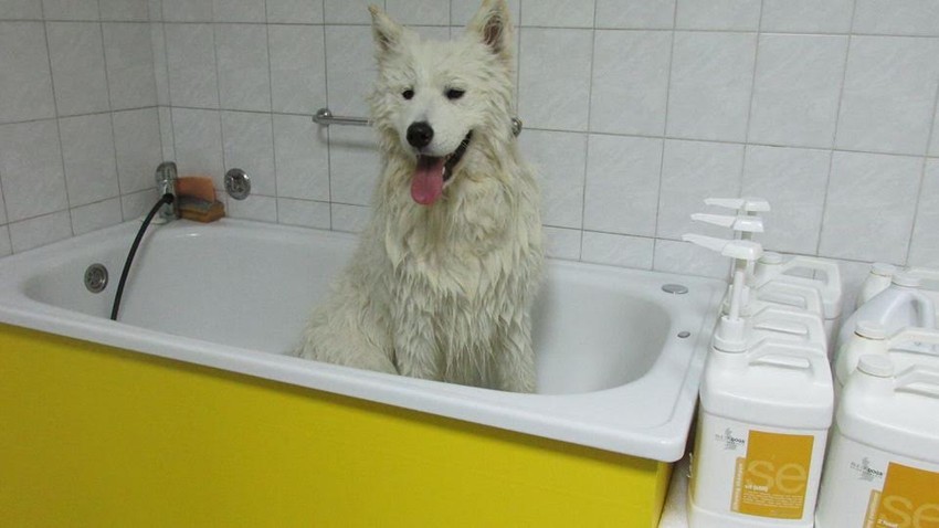 Kupanje šamponima samo do dva puta mesečno