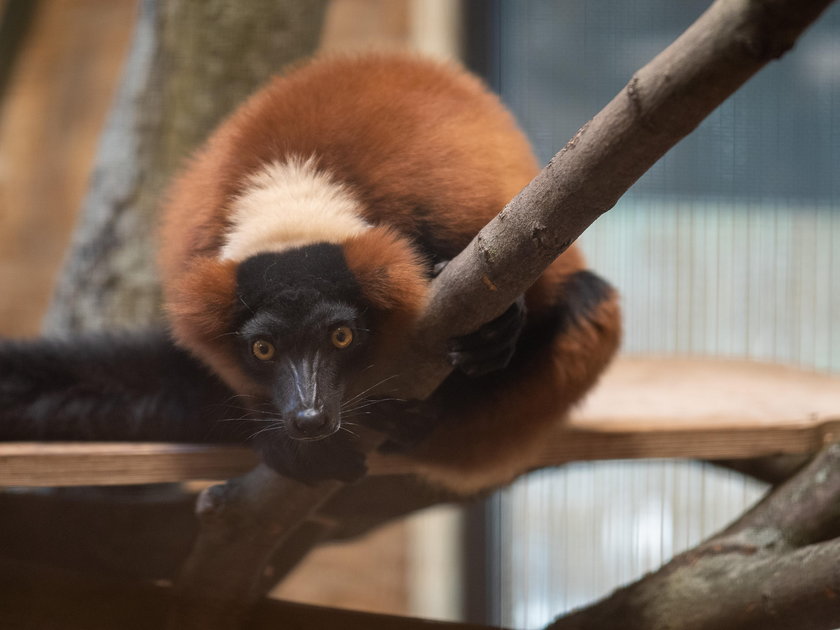 Skłócone stado lemurów dostało rezydencję na zgodę