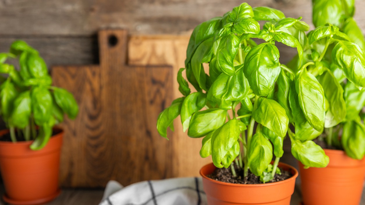 Popis pod fotku: Bazalka zo supermarketu vydrží dlhšie, ak ju hneď po kúpe presadíte do väčšieho črepníka. 