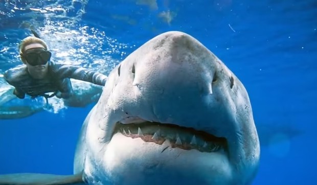 Ajkula Havaji prtscn Youtube Inside Edition