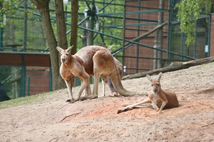 Kangur Tayson z gdańskiego zoo