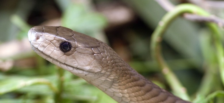 Czarna mamba uśmierzy ból. Będzie nowy lek?