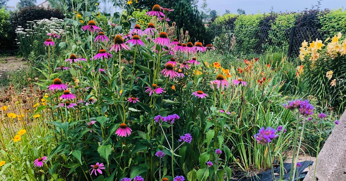 Najpiękniejsze byliny wieloletnie, zimujące w gruncie, kwitnące. Kwiaty wieloletnie do ogrodu bez wykopywania