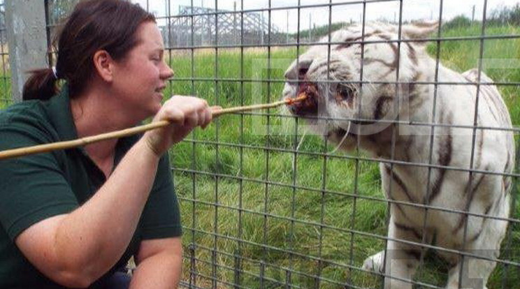 A 33 éves gondozóval a tigris végzett /Fotó: Northfoto