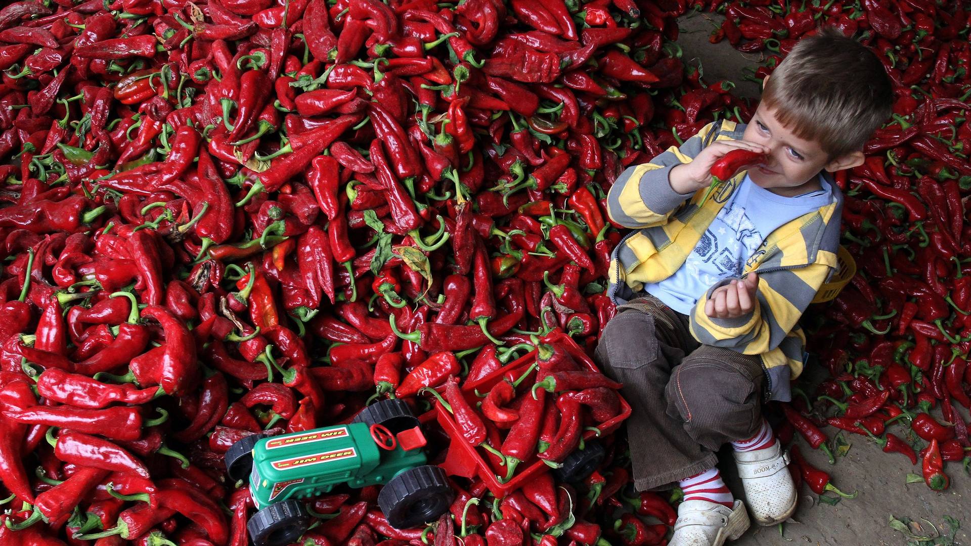 Samo paprika Srbina spasava