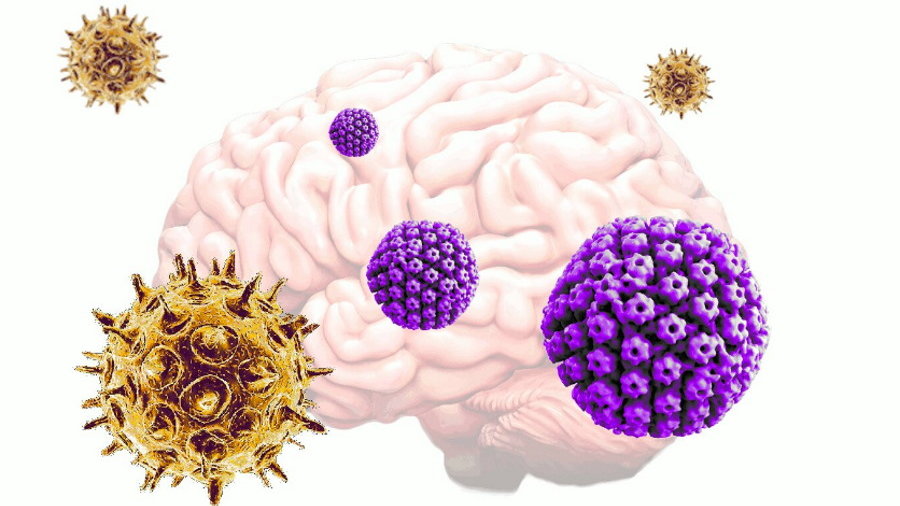 Dwa powszechne wirusy mogą prowadzić do choroby Alzheimera, fot. Tufts University
