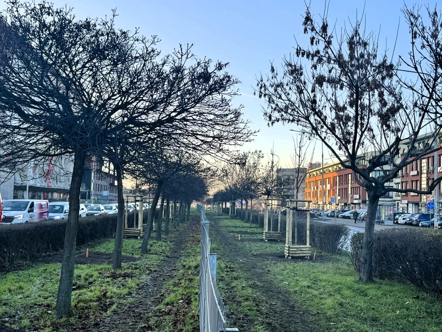 W pasie rozdziału pojawiają się nowe drzewa