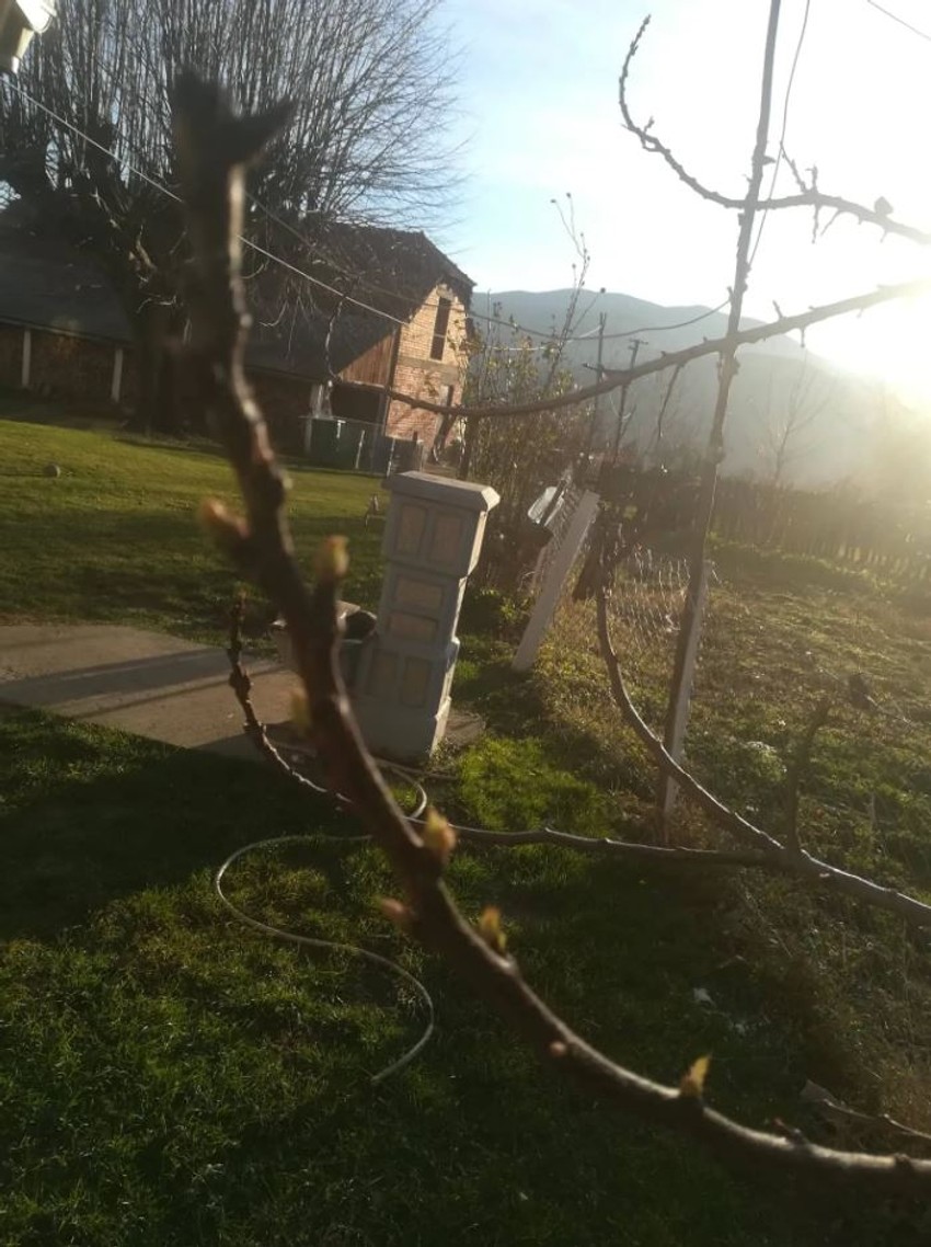 Kajsija spremna za cvetanje u selu Šatornja kod Topole