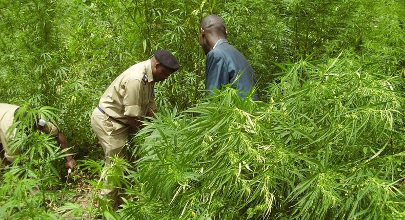 NDLEA urges government to eradicate cannabis cultivation [Earth Finds]