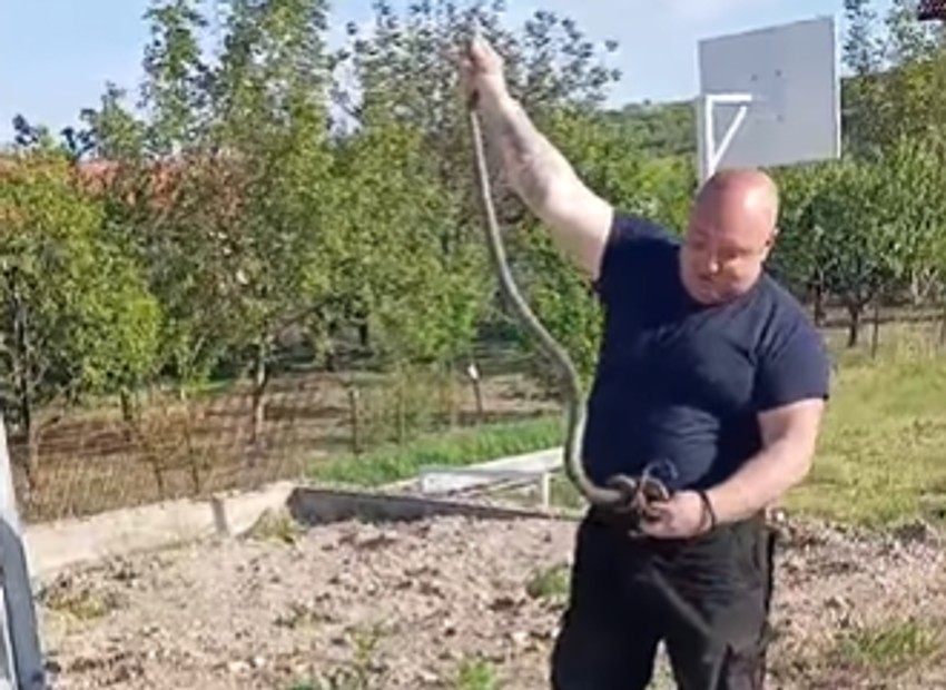Vladica izvukao ogromnu zmiju iz temelja kafane u Merošini 
