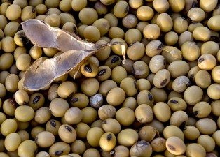 Kolejna ofiara inflacji w USA: tofu. Zwierzęta zjadają soję przeznaczoną dla ludzi