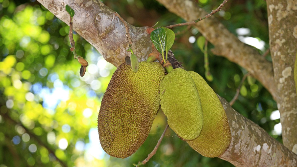 Jackfruit