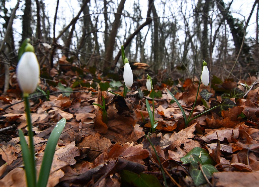 Visibabe na Fruškoj gori