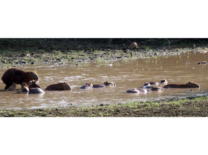 Wenezuela - Los Llanos