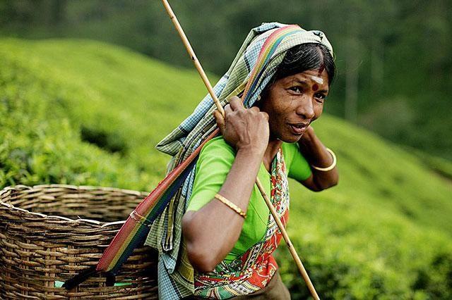 Galeria Sri Lanka - Herbacianym szlakiem, obrazek 2