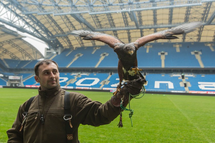 Co sokolnik robi na stadionie?