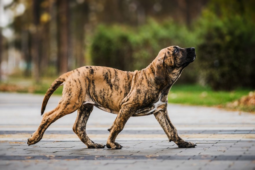 Fila brasileiro -  olgagorovenko/stock.adobe.com