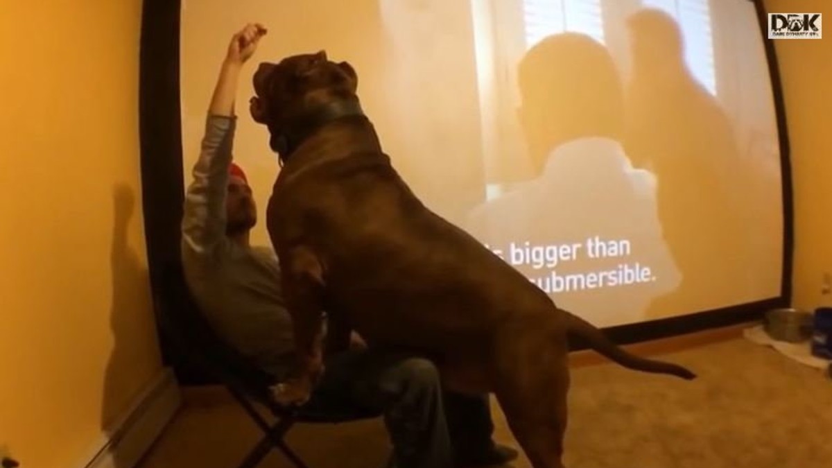 571696_hulk-pitbul-foto-youtube-darkdynastyk9s