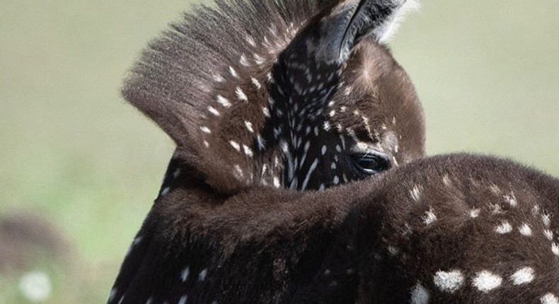 The one-of-a-kind genetically mutated baby zebra at Maasai Mara Reserve. (Wildest Africa)