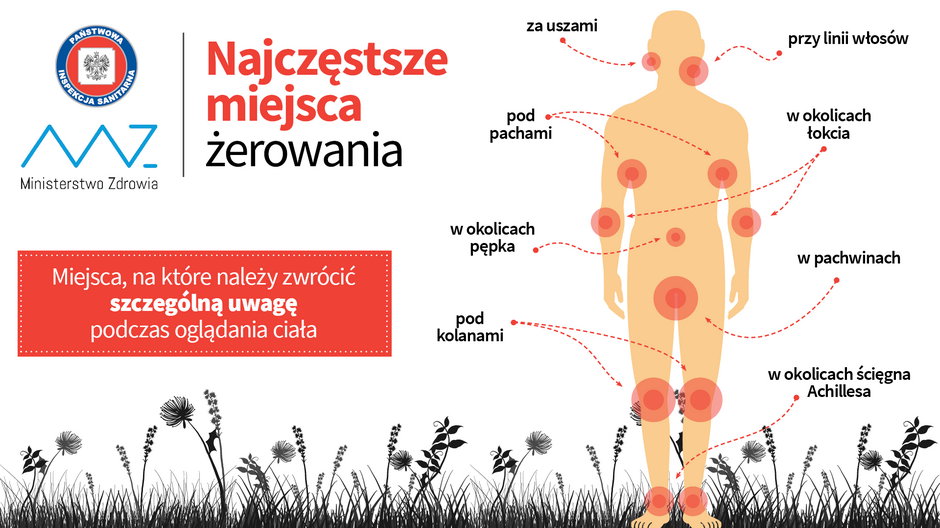 Po powrocie do domu dokładnie obejrzyjmy swoje ciało, kleszcz lubi miejsca, gdzie skóra jest najcieńsza