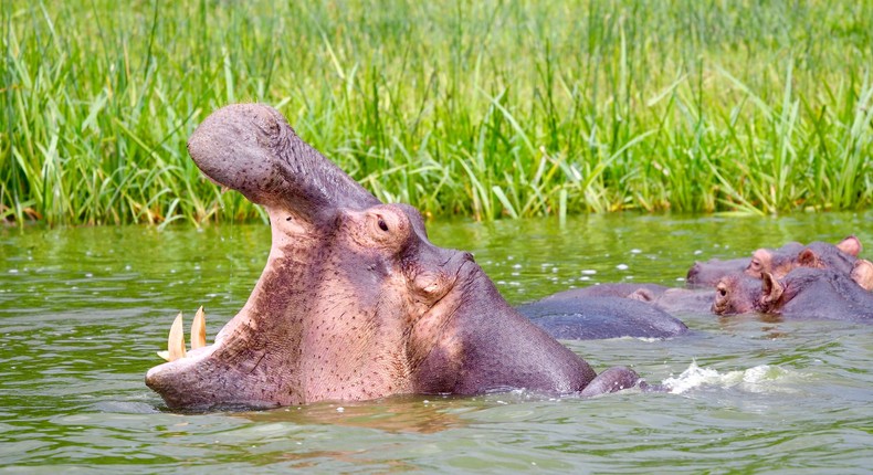 A hippo at Queen Elizabeth National Park in UgandaFreda Bouskoutas/Getty Images