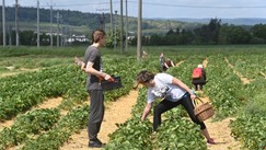 Zarada do 240.000 mesečno, smeštaj i tri obroka, ali nema ko da radi