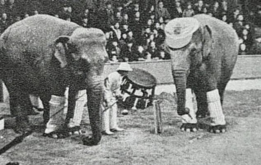 Slonovi su bili popularna cirkuska atrakcija u SAD početkom 20. veka