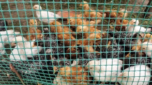 Ptasia grypa szaleje. To może jeszcze bardziej podnieść ceny żywności na świecie