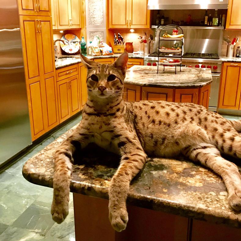 Savannah cat [Reddit]