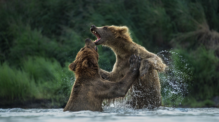 A medve horgászás közben támadt a férfire./ Fotó: Northfoto