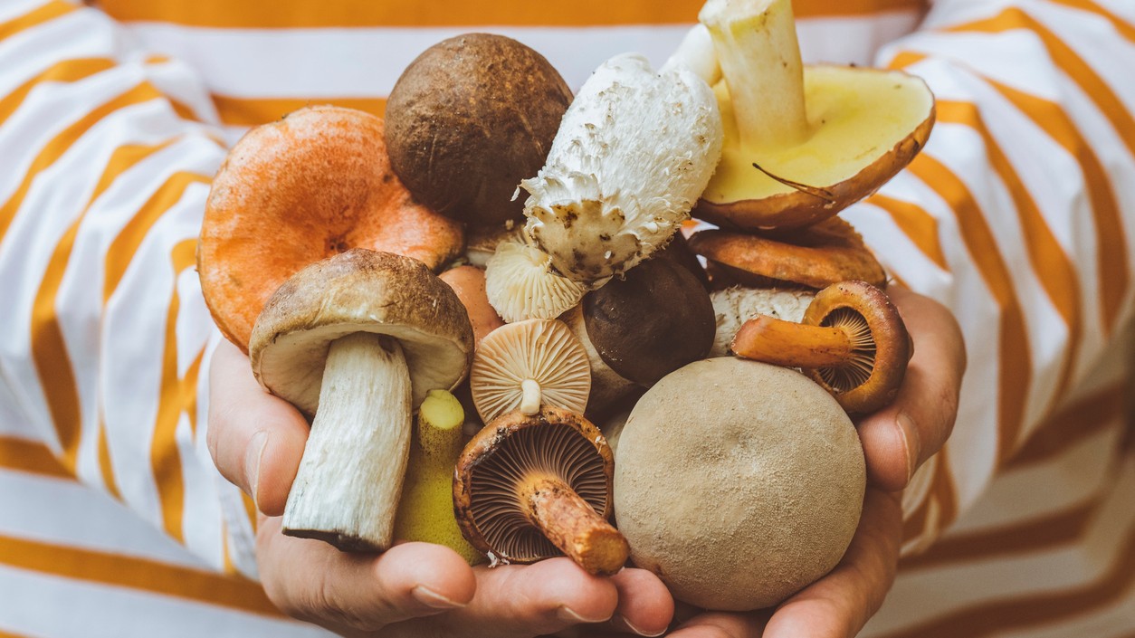 Otestujte sa z najznámejších druhov húb. (Ilustračný obrázok)