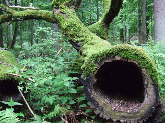 Uroki Puszczy Białowieskiej © www.tydecydujesz.orgFot. Jacek Winiarski