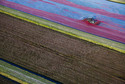 USA CRANBERRY HARVEST