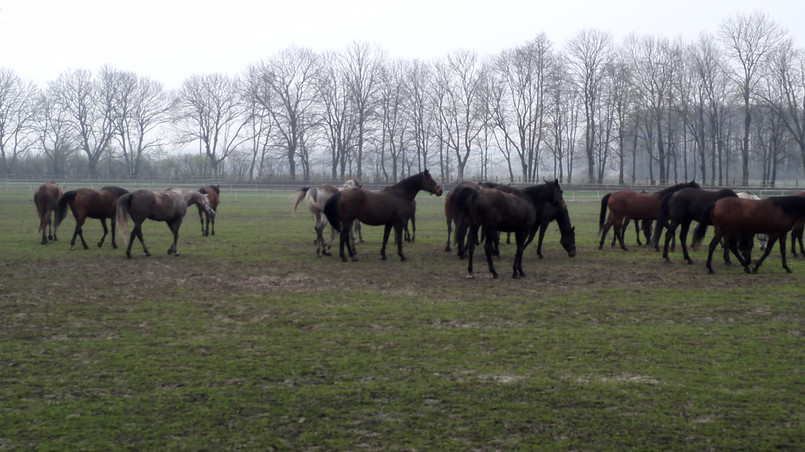 Stadnina w Janowie Podlaskim