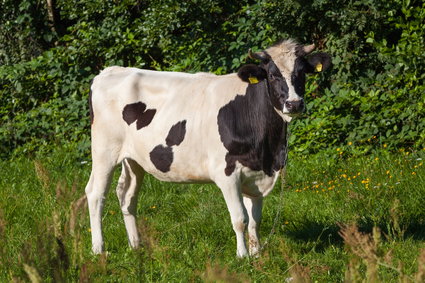 Rolników jest mniej, a ci którzy są, produkują głównie na sprzedaż