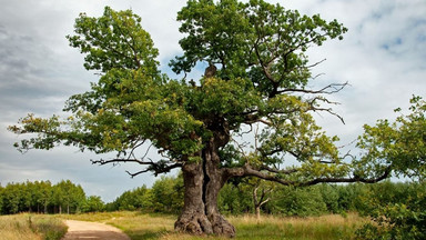 Polski Dąb Dunin zdobył tytuł Europejskiego Drzewa Roku 2022