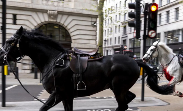 Konie na ulicach Londynu