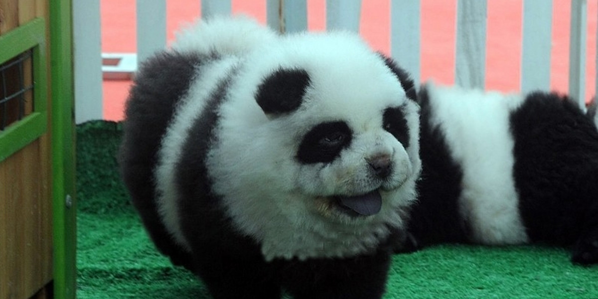 Pies-panda - nowa moda w Chinach!