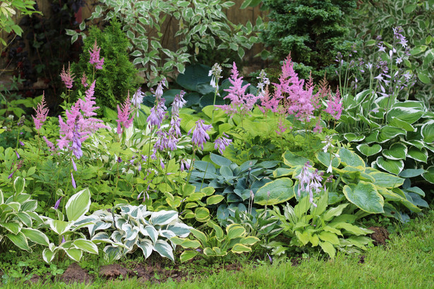 Funkia (hosta) to roślina ogrodowa idealna do cienia