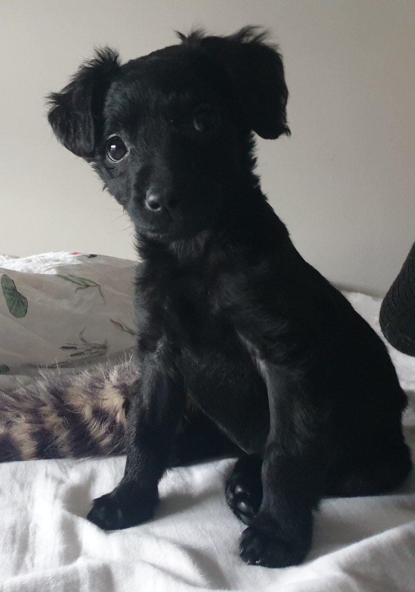 Lusi je nađena ispod kontejnera u Zemunu