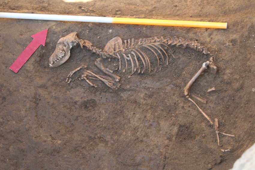Otkrića arheologa na lokalitetu Klenak - ceo skelet domaće životinje nakon pomora stoke u srednjem veku